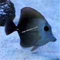 SCOPAS TANG